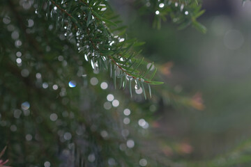 Water drops on green pine leaves with bokeh, Natural background