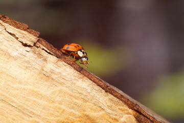 Asian Lady Beetle