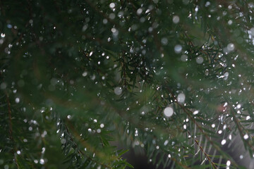 Bokeh of water drops on green plants, beautiful nature background