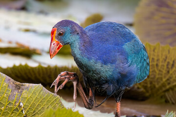 Grey-Headed Swamphen