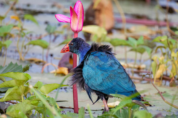 Grey-Headed Swamphen