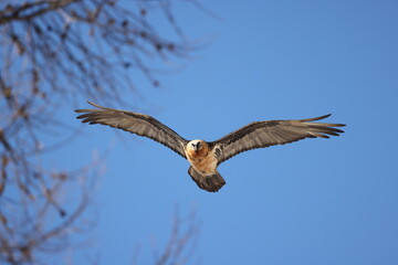Obraz premium Bearded vulture in the immense blue