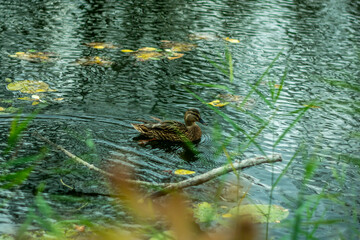 Wild duck on a small river in autumn.
