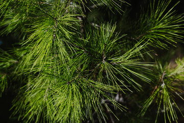 Fluffy branches of green pine tree. Close-up.