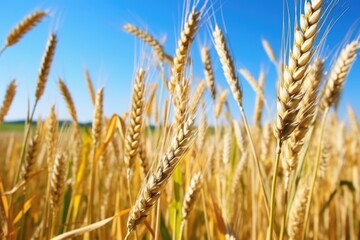 Fototapeta premium close-up picture of stems of wheat just before harvest