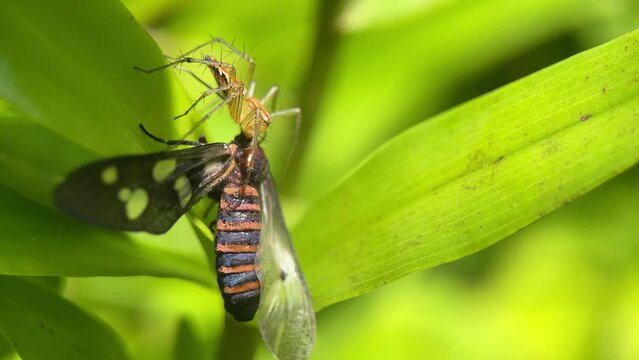 A spider on a green leaf eating a flying bug. predator-prey interaction. macro video. 