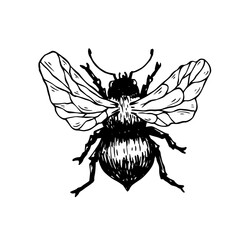Sketch, guarding a honey bee. Vector graphics.