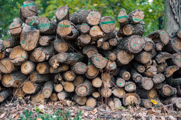 Neatly stacked and labeled logs for further processing.