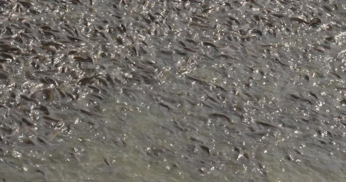 Close-up of swarming baby catfish raised in a fish farm in a small lake