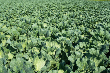 路地ものキャベツ