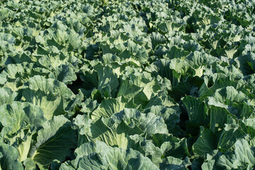 路地ものキャベツ