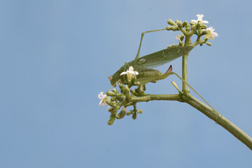 A long-legged grasshopper is foraging on wildflowers. This insect has the scientific name Mecopoda nipponensis. - obrazy, fototapety, plakaty