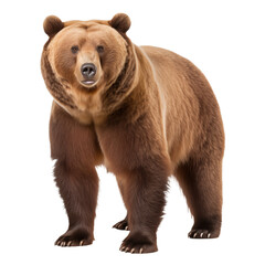 Bear made with generative AI - transparant background - png