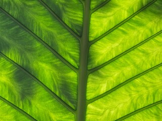 Green giant taro leaf backside (Alocasia macrorrhizos, Elephant ear) closeup in the middle behind sunlight - landscape