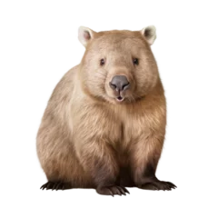 Poster Wombat sitting made with generative AI - transparant background - png © Jorrit
