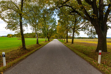 Fototapeta na wymiar The road in the autumn forest.