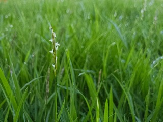 Single green grass spikelet blurred green field background
