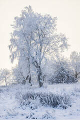 Frosty trees in a wintry landscape