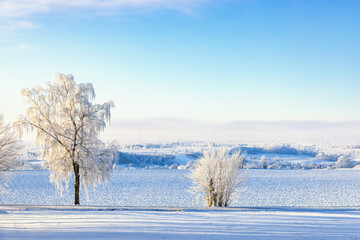 Obraz na płótnie Canvas Frosty trees by the roadside in a beautiful winter landscape