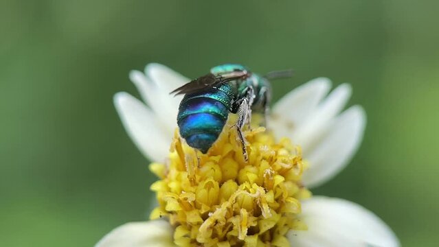a metallic blue color sweat bee on a coat button flower. collecting nectar. yellow color pollen on the antenna. pollination concept. macro video.