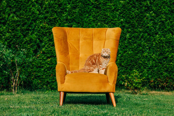 Cat sitting on yellow chair in garden