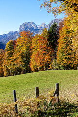 Autumn colored leaves in front of the peaks of the Berchtesgaden Alps, Bavaria, Europe