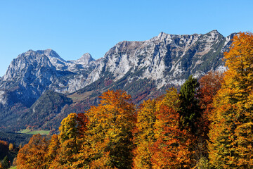 Autumn colored leaves in front of the peaks of the Berchtesgaden Alps, Bavaria, Europe