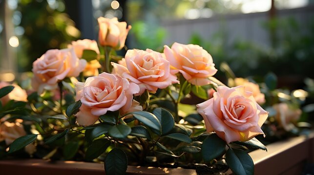 Box Beautiful Rose Flowers Engagement Ring, Background Image, Valentine Background Images, Hd