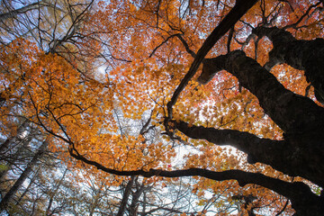 秋の南八ヶ岳の紅葉