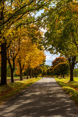 Fototapeta na wymiar The road in the autumn forest.