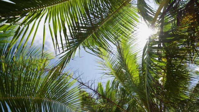 Green palm trees row against sun sky. Tropical Palm tree island summer paradise. 