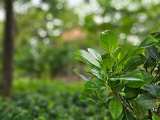 Obraz premium Green jack fruit leaves blurry bokeh background