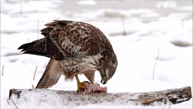 Steppe buzzard (Buteo buteo), feeding, Hesse, Germany, Europe