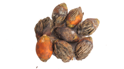 Areca nut