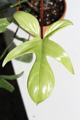 green indoor plant philodendron florida ghost © IceFang