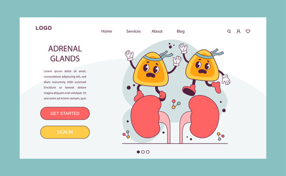 Endocrine system organ. Human gland function. Adrenal gland. Human hormones secretion and balance. Nervous system regulation. Flat vector illustration