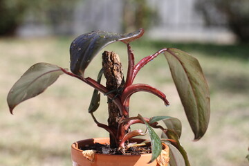 green indoor plant philodendron white pink princess tricolor © IceFang