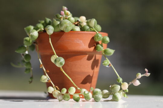green indoor plant Senecio rowleyanus variegata string of pearl