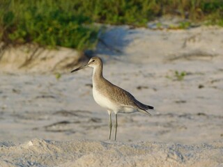 Tringa semipalmata willet is a large shorebird in the family Scolopacidae. It is a relatively large and robust sandpiper and is the largest of the species called 