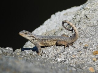 small lizard with scrolled tail
