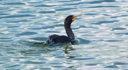 cormorant Phalacrocorax bird in Florida fish eating piscivorous bird