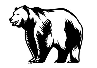 Bear animal wildlife carnivora vector line art black white outline transparent background