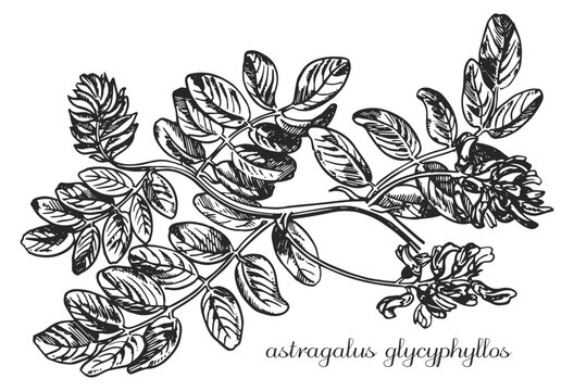 Astragalus, astragalus glycyphyllos. Botanical illustration of astragalus. Monochrome astragalus, black and white astragalus hand drawing, astragalus sketch.