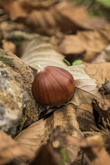 Amazing photo of a chestnut
