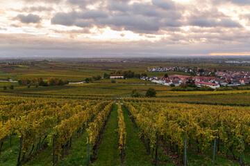 vineyard in autumn