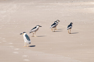 herons on the beach