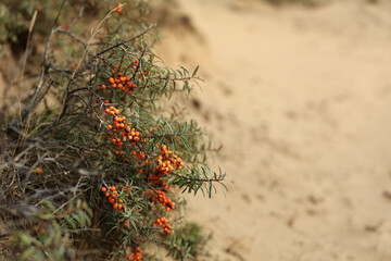 Branches of ripe sea buckthorn berries. 