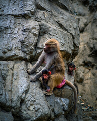 Mother Baboon and two babies sitting on a Rock cliff from Taif Saudi Arabia