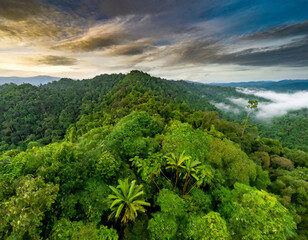 tropical rain forest from above