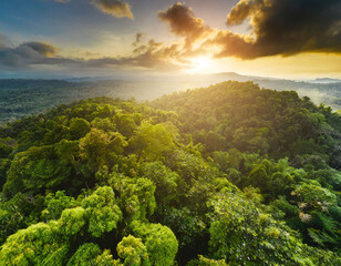 tropical rain forest from above - obrazy, fototapety, plakaty
